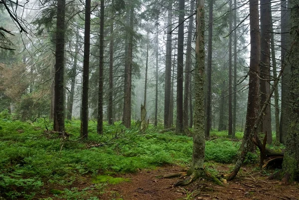 Furuskoger etter regn – stockfoto