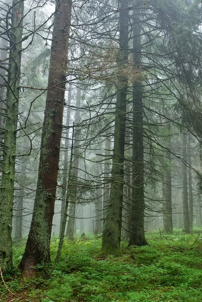 Puslu çam ağacı orman — Stok fotoğraf