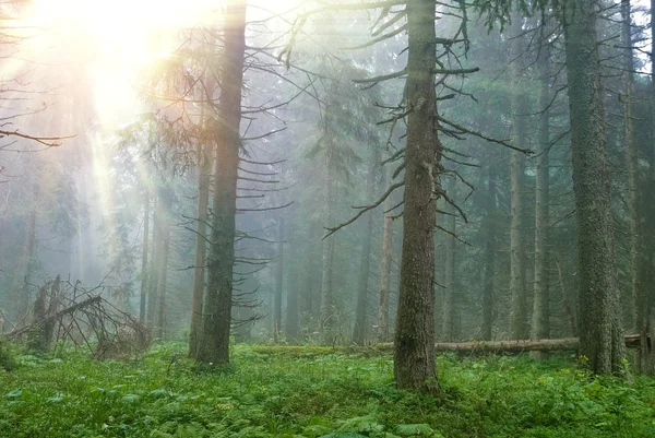 Feuchter Kiefernwald in einem Sonnenstrahl — Stockfoto