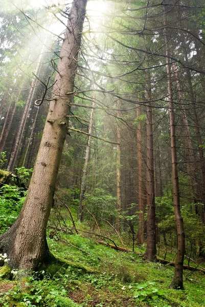 Floresta de pinheiros molhados em raios de sol — Fotografia de Stock