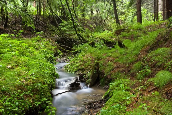 Petit ruisseau dans une forêt — Photo