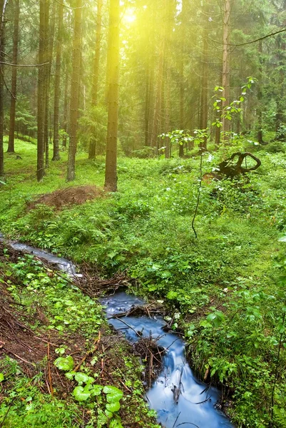 Kleine rivier in een groen bos — Stockfoto