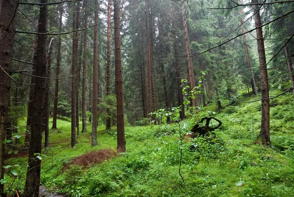 Bir yağmur sonra çam ağacı orman — Stok fotoğraf