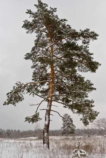 フィールドに単独でツイスト松の木 — ストック写真