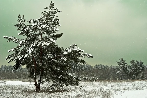 Floresta de inverno nebulosa — Fotografia de Stock