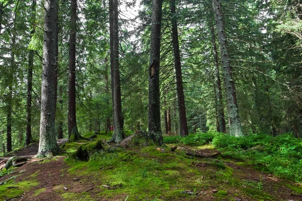 木の丘 — ストック写真