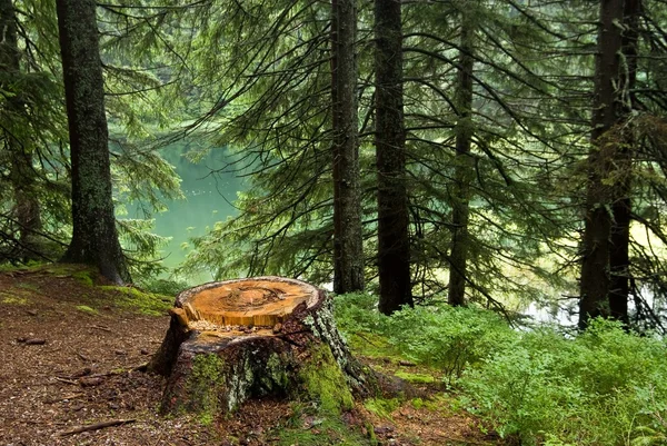 Tocón en un bosque de pinos — Foto de Stock
