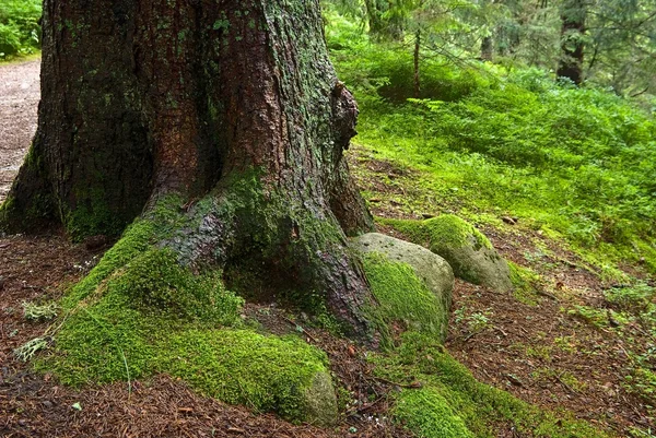 stock image Old pine tree in a moss