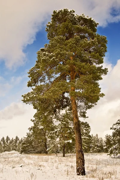 壮大な松の木、雪の中で — ストック写真