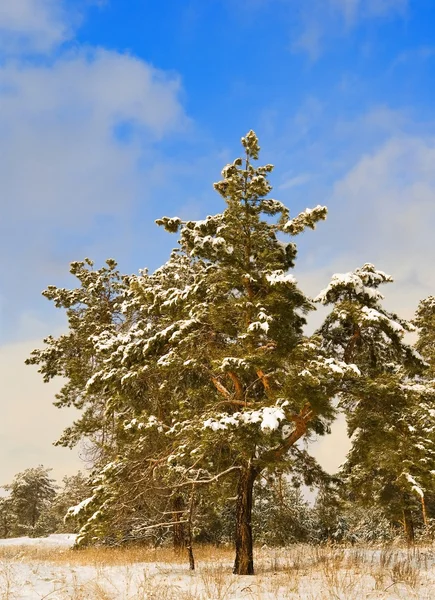 Albero di pino in una foresta invernale — Foto Stock
