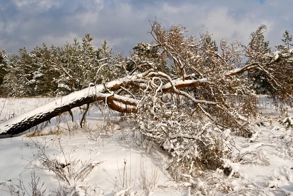 Drzewo sosny poległych w lesie zimą — Zdjęcie stockowe