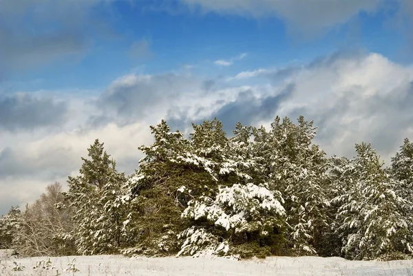 冬によって森の茂み — ストック写真