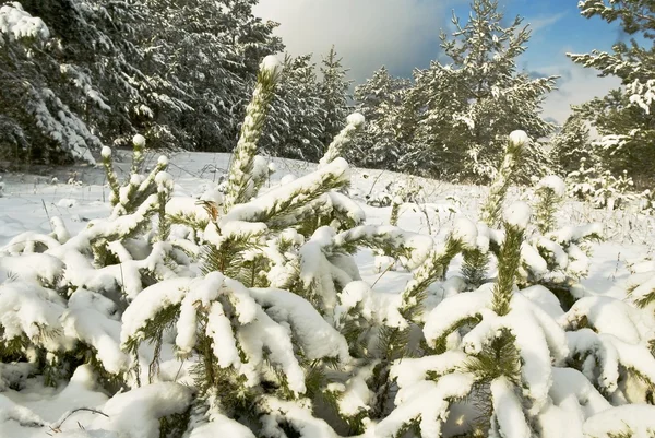 Schneegebundener Winterwald — Stockfoto