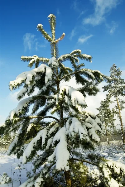 Piccolo pino con neve — Foto Stock