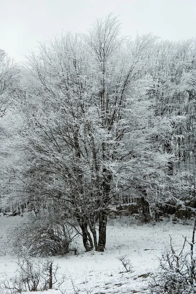 stock image Winter frosty forest