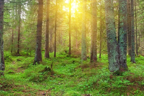Влажный сосновый лес в лучах солнца — стоковое фото