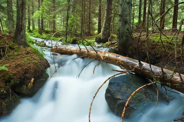 Cours d'eau précipité dans une forêt — Photo