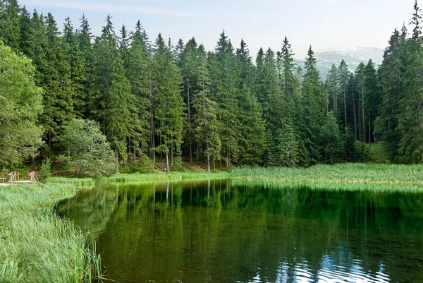 在森林里美丽的湖 — 图库照片