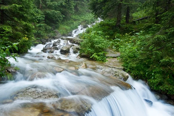 River in a mountain forest — Stock Photo, Image