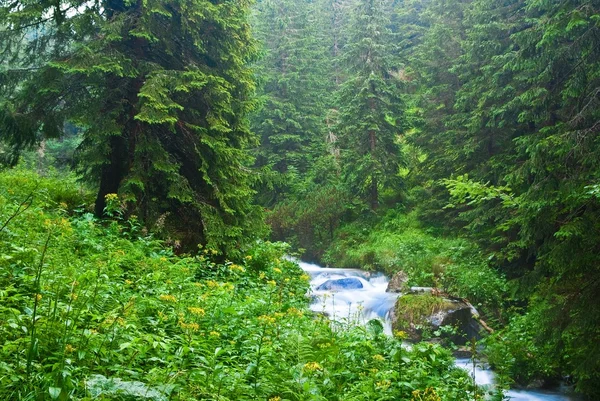 Fluss in einem feuchten Wald — Stockfoto