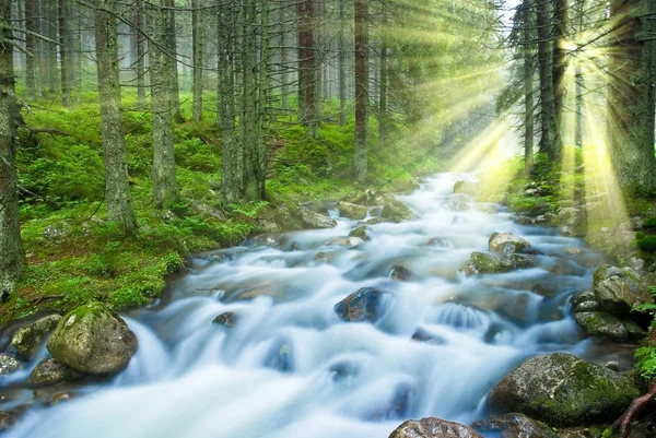 Forest river in a rays of sparkle sun — Stock Photo, Image