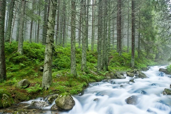Красивая река в зеленом лесу — стоковое фото