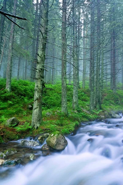 Громкая река в горном лесу — стоковое фото