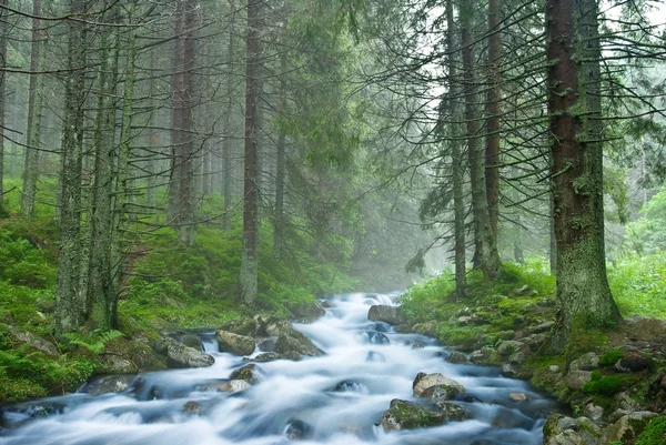 stock image Beautiful river flow in a misty forest