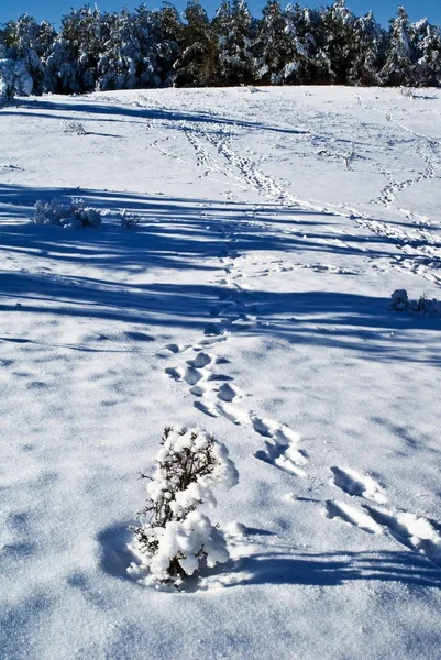 Ślady w śniegu — Zdjęcie stockowe
