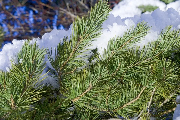 Snowbound pine branch — Stockfoto