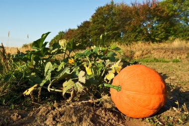 Ripen pumpkin on a field clipart