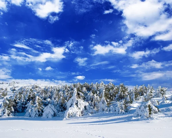 Foresta invernale innevata — Foto Stock