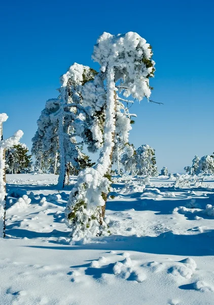Дерево, укрытое снегом, в зимнем лесу — стоковое фото