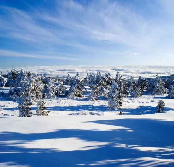 Bright winter — Stock Photo, Image