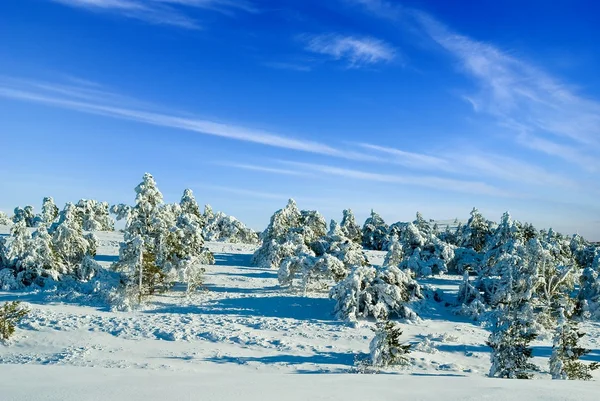 Sneeuw-gebonden winter bos door een ijzig dag — Stockfoto
