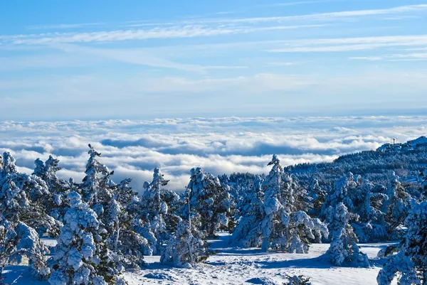 Winter forest above a dense clouds — Stock Photo, Image