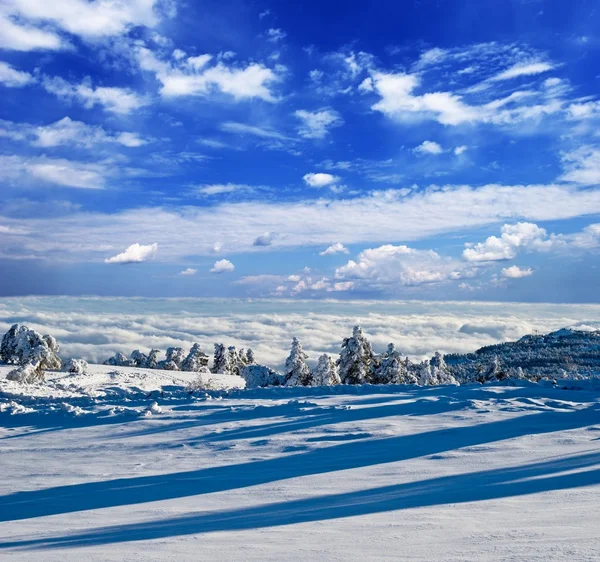 Floresta de inverno abaixo de um céu azul — Fotografia de Stock