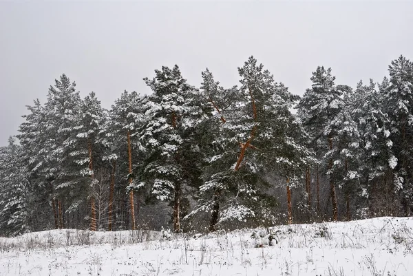 Vintern insnöade tyst skog — Stockfoto