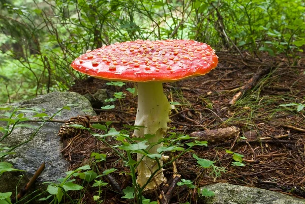 Flyagaric 在森林里的蘑菇 — 图库照片