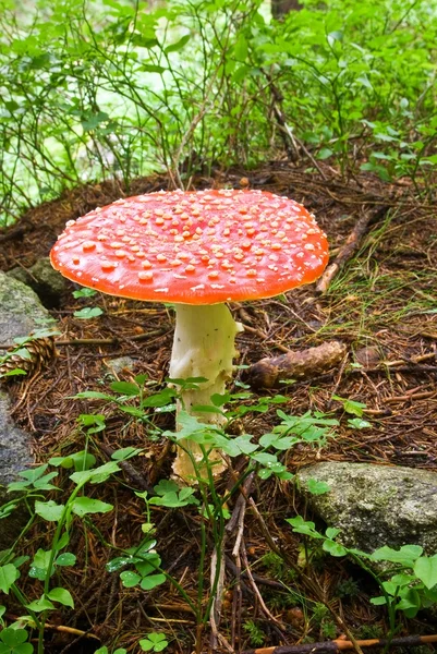 Cogumelo em uma floresta — Fotografia de Stock