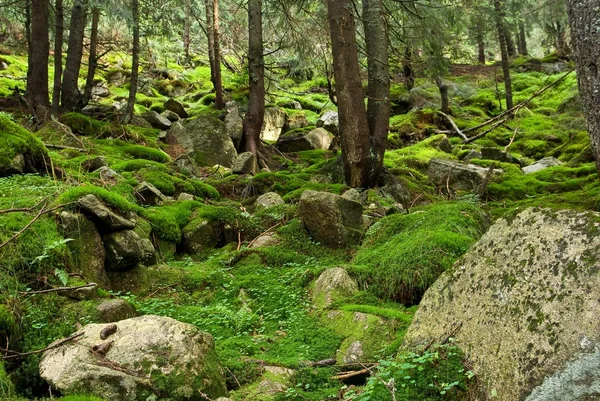 Bosque de montaña — Foto de Stock