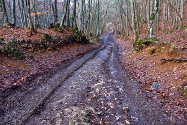 bir bahar ormanda kirli yol