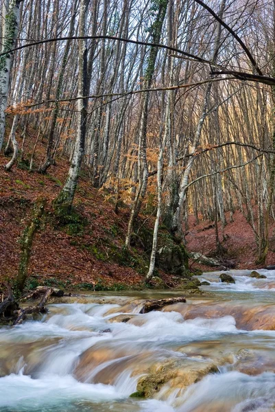 Río en un bosque — Foto de Stock