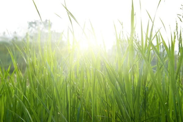 Closeup green grass in a rays of sun — Stock Photo, Image