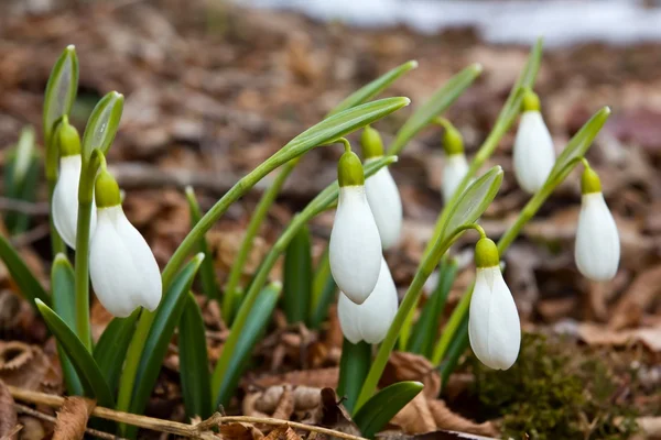 Beautiful spring snowdrops — Stock Photo, Image