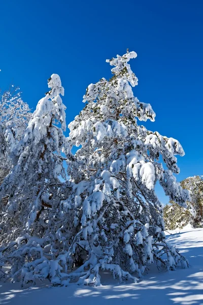 雪の松 — ストック写真