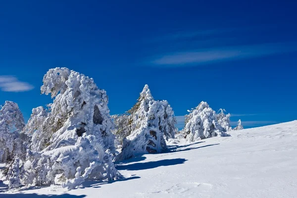 Planície de Inverno — Fotografia de Stock