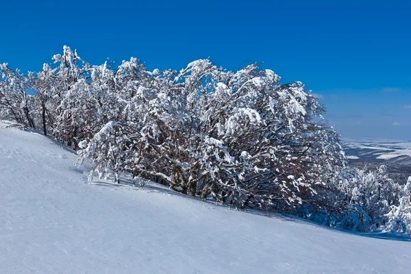 冬の山林 — ストック写真