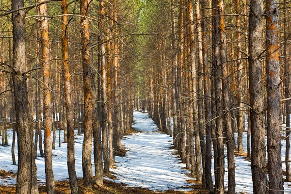 Wiosenny las sosnowy — Zdjęcie stockowe