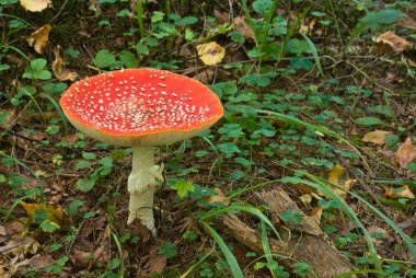 bir çim kırmızı fly-agaric mantar